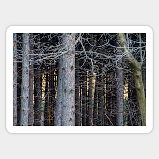 Forest Sticker